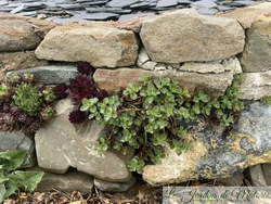 14 Succulentes en pierre