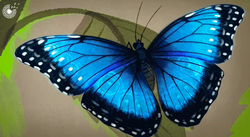 20 Peinture papillon bleu